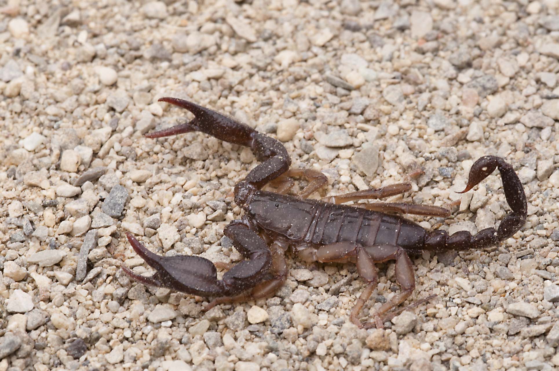 Euscorpius sp.